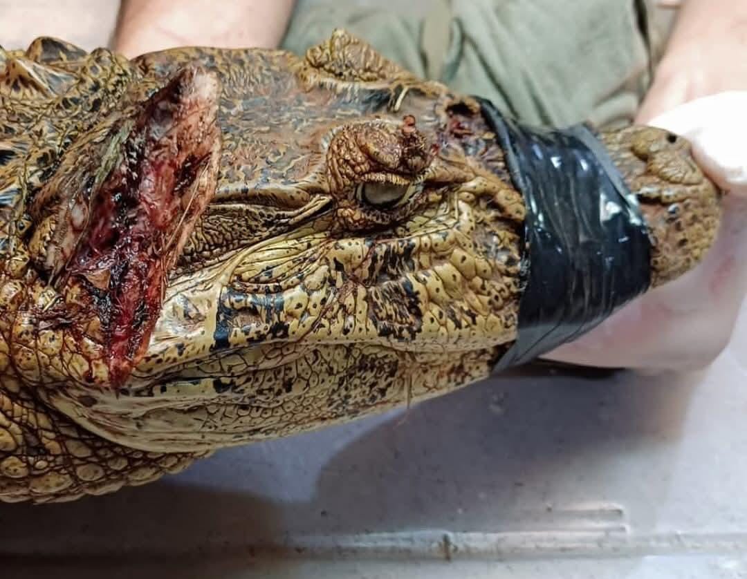 Yacaré rescatado en una laguna de Eldorado se encuentra en proceso de recuperación 4